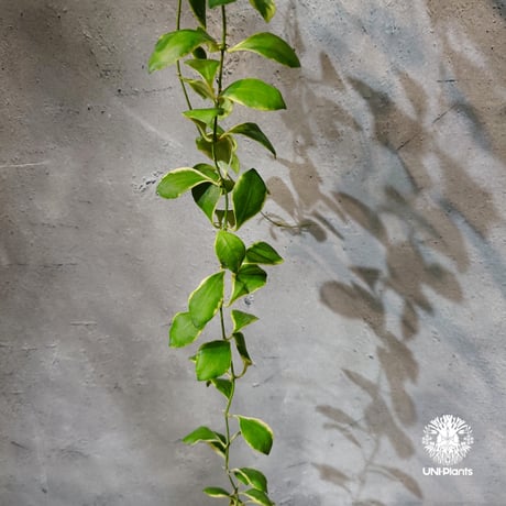 【タイ直輸入・ホヤ植物 希少】Hoya heuschkeliana 'Albomarginata '｜ホヤ ヘウスケリアナ アルボマルギナータ｜希少種｜斑入りホヤ植物｜レアなホヤ植物