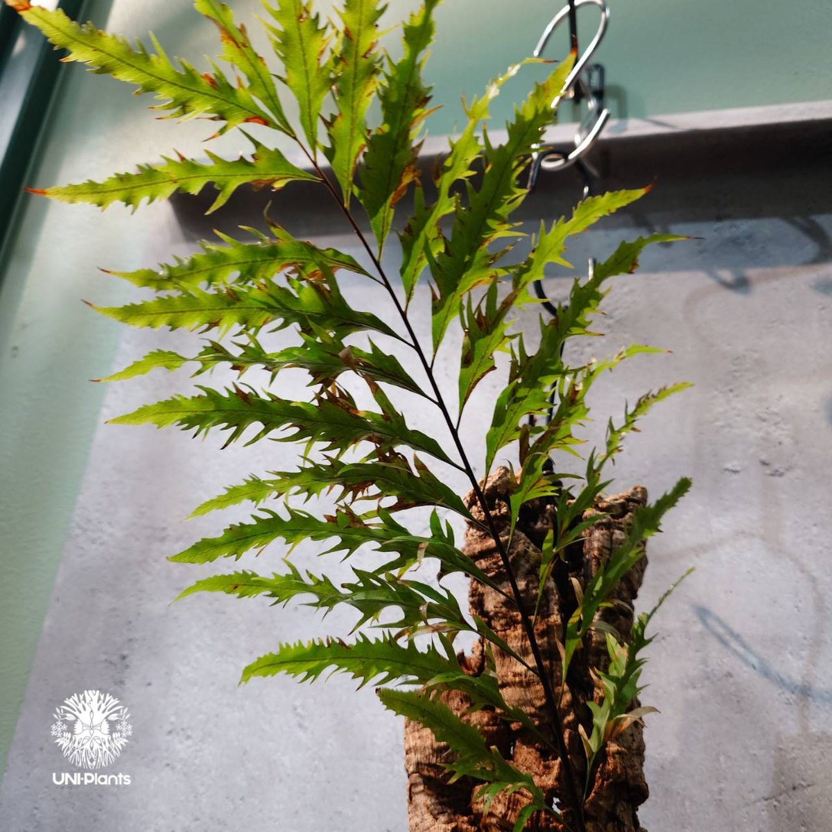 Drynaria florida (ドリナリア フロリダ) タイ直輸入・現地選抜】Drynaria florida｜ドリナリア フロリダ