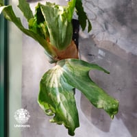 【タイ直輸入・現地選抜】Platycerium wallichii ｜ビカクシダ ワリチー｜ビカクシダ原種｜Platycerium｜