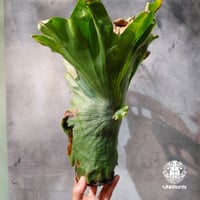 【タイ直輸入・現地選抜】Platycerium wandae ｜ビカクシダ ワンダエ｜ビカクシダ原種｜Platycerium｜
