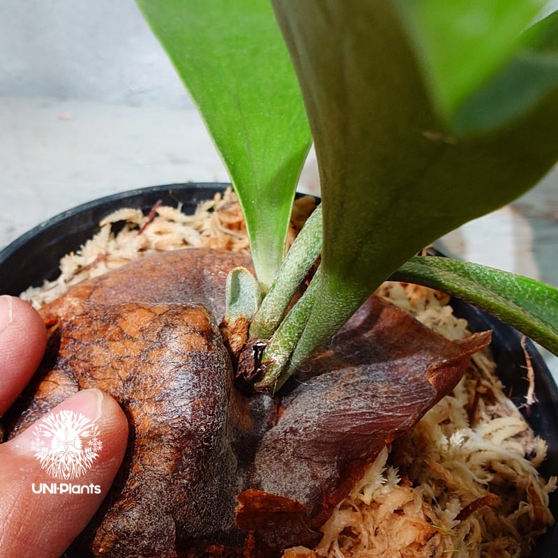タイ直輸入・現地選抜】Platycerium hillii Pumila Kew Garde