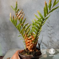 【タイ直輸入・現地選抜】Drynaria rigidula var ' Whitei '｜ドリナリア リギデュラ 'ホワイティ'｜ドリナリア｜Drynaria｜着生シダ植物
