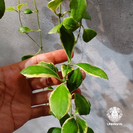 【タイ直輸入・ホヤ植物 希少】Hoya heuschkeliana 'Albomarginata '｜ホヤ ヘウスケリアナ アルボマルギナータ｜希少種｜斑入りホヤ植物｜レアなホヤ植物
