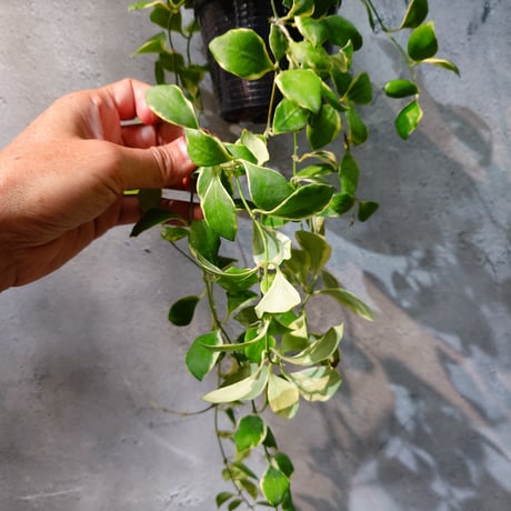 【タイ直輸入・ホヤ植物 希少】Hoya heuschkeliana 'Albomarginata '｜ホヤ ヘウスケリアナ アルボマルギナータ｜希少種｜斑入りホヤ植物｜レアなホヤ植物