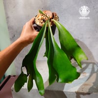 【タイ直輸入・現地選抜】Platycerium hillii Pumila Kew Garden ｜ビカクシダ ヒリー プミラ キューガーデン｜ビカクシダ原種｜Platycerium｜