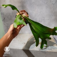 【タイ直輸入・現地選抜】Platycerium hillii Pumila Kew Garden | ビカクシダ ヒリー プミラ キューガーデン｜ビカクシダ原種｜Platycerium｜