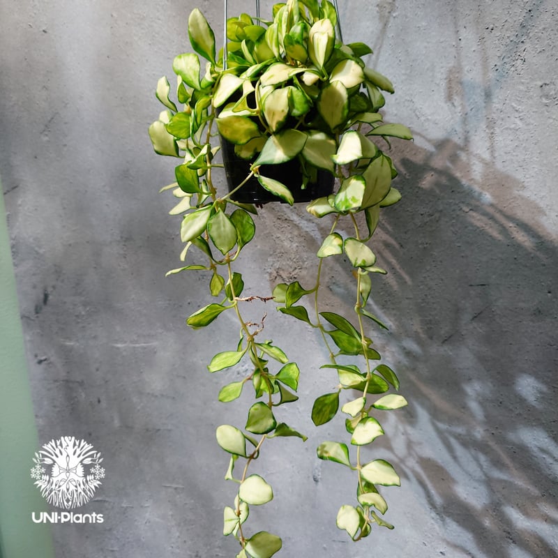 タイ直輸入・ホヤ植物 希少】Hoya Heuschkeliana variegata｜ホヤ