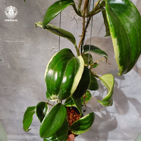 希少なホヤ植物 | STORES