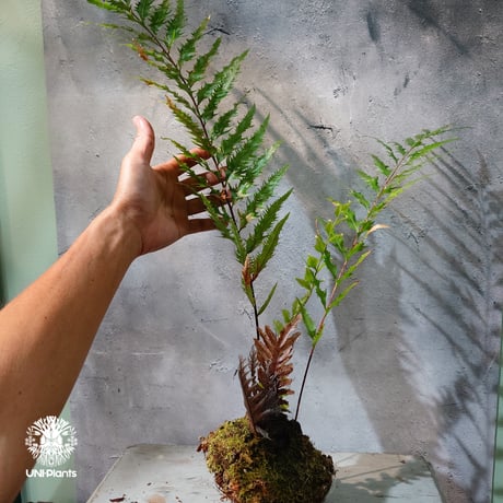 【タイ直輸入・現地選抜】Drynaria rigidula var ' Whitei '｜ドリナリア リギデュラ 'ホワイティ'｜ドリナリア｜Drynaria｜着生シダ植物