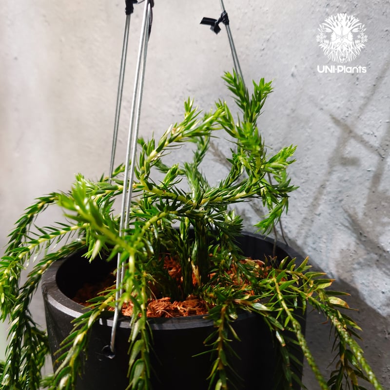 フペルジア　カリナータ　huperzia carinata タイ直輸入・現地選抜】Huperzia carinata dwarf｜フペルジア