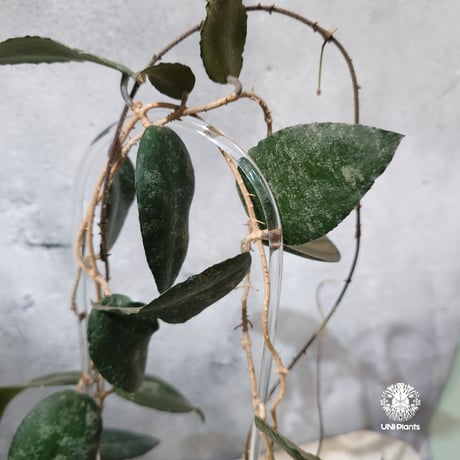【タイ直輸入・ホヤ植物】Hoya Caudata｜ホヤ カウダータ｜Hoya plants｜ホヤ植物｜ホヤの花｜つる性植物