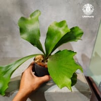 【タイ直輸入・現地選抜】Platycerium hillii Pumila Kew Garden ｜ビカクシダ ヒリー プミラ キューガーデン｜ビカクシダ原種｜Platycerium｜