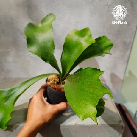 【タイ直輸入・現地選抜】Platycerium hillii Pumila Kew Garden ｜ビカクシダ ヒリー プミラ キューガーデン｜ビカクシダ原種｜Platycerium｜