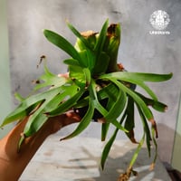【タイ直輸入・現地選抜】Platycerium Ravena｜ビカクシダ  'ラヴェナ '｜ビカクシダハイブリッド｜Platycerium｜ビカクシダ
