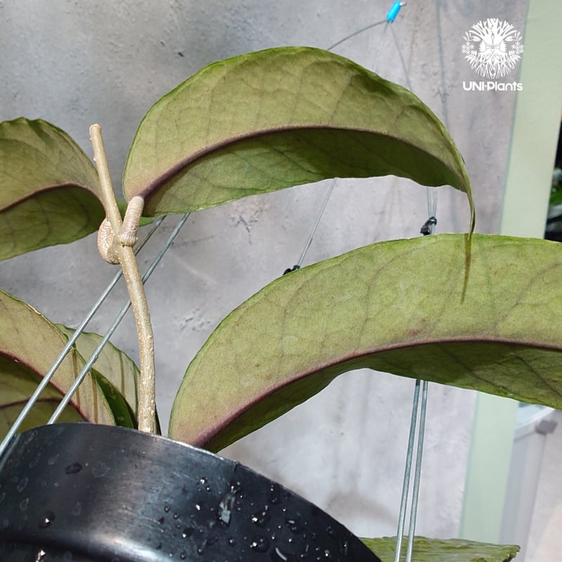 タイ直輸入・ホヤ植物 希少】Hoya Aceh fish bone red｜ホヤ アチェ フ