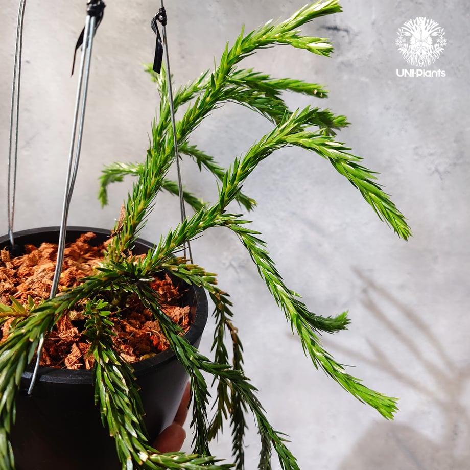 6a65bb31401c31ea46a7e1c5