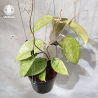 【タイ直輸入・ホヤ植物 希少】Hoya KSB O8 high splash｜希少種｜ホヤ植物｜斑入り植物｜レアなホヤ植物