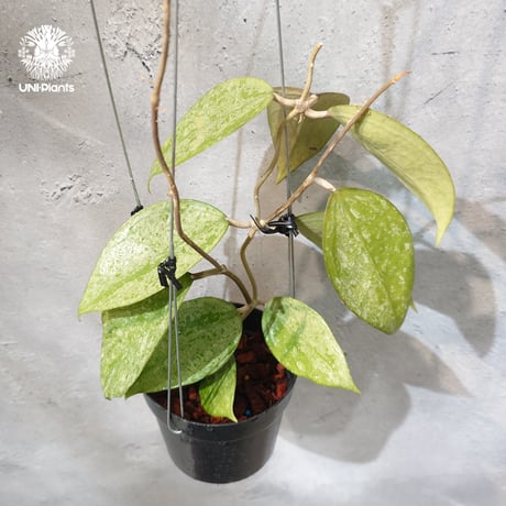 CATEGORY ホヤ植物 (Hoya) | UNI-Plants ビカクシダ、ホヤ植物、着生