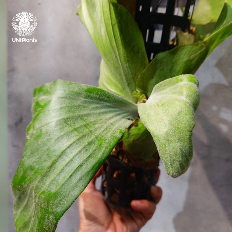 タイ直輸入・現地選抜】Platycerium wallichii ｜ビカクシダ ワリチー