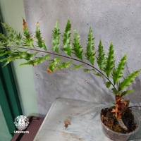 【タイ直輸入・現地選抜】Drynaria rigidula var ' Whitei '｜ドリナリア リギデュラ 'ホワイティ'｜ドリナリア｜Drynaria｜着生シダ植物