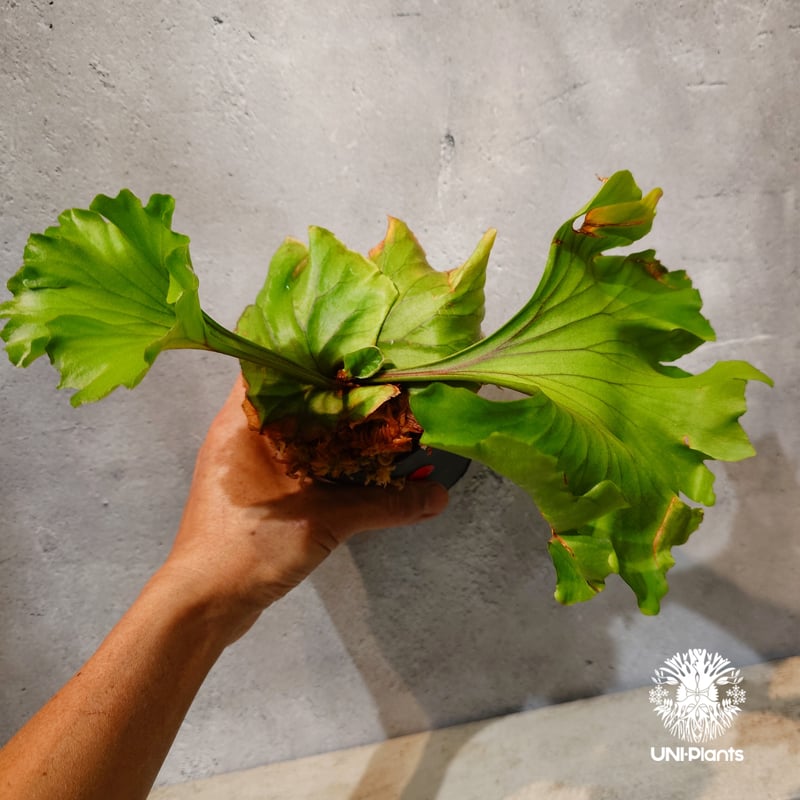 タイ直輸入・現地選抜】Platycerium ridleyi ' Monkey King '