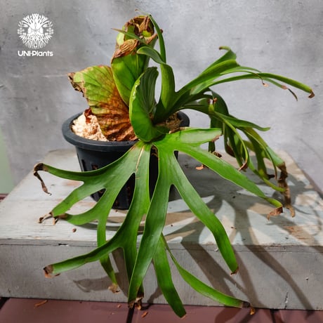 【タイ直輸入・現地選抜】Platycerium Ravana｜ビカクシダ  'ラヴェナ '｜ビカクシダハイブリッド｜Platycerium｜ビカクシダ