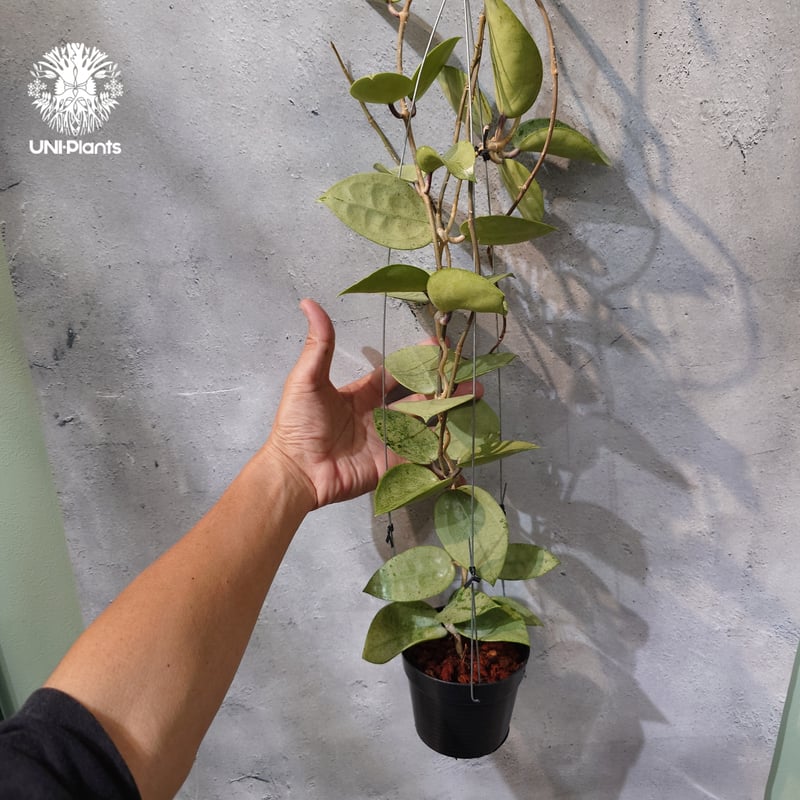 タイ直輸入・ホヤ植物 希少】Hoya parasitica 'Heart Leaves Si