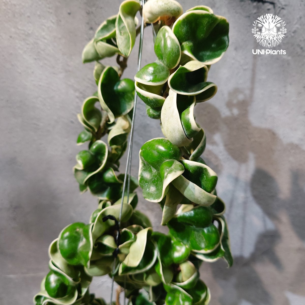 タイ直輸入・ホヤ植物 希少】Hoya Compacta Albomarginata long