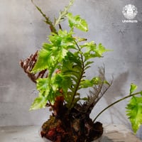 【タイ直輸入・現地選抜】Drynaria rigidula var ' Whitei '｜ドリナリア リギデュラ 'ホワイティ'｜ドリナリア｜Drynaria｜着生シダ植物