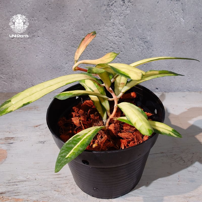 タイ直輸入・ホヤ植物 希少】Hoya Rigidifolia variegated｜ホヤ リ