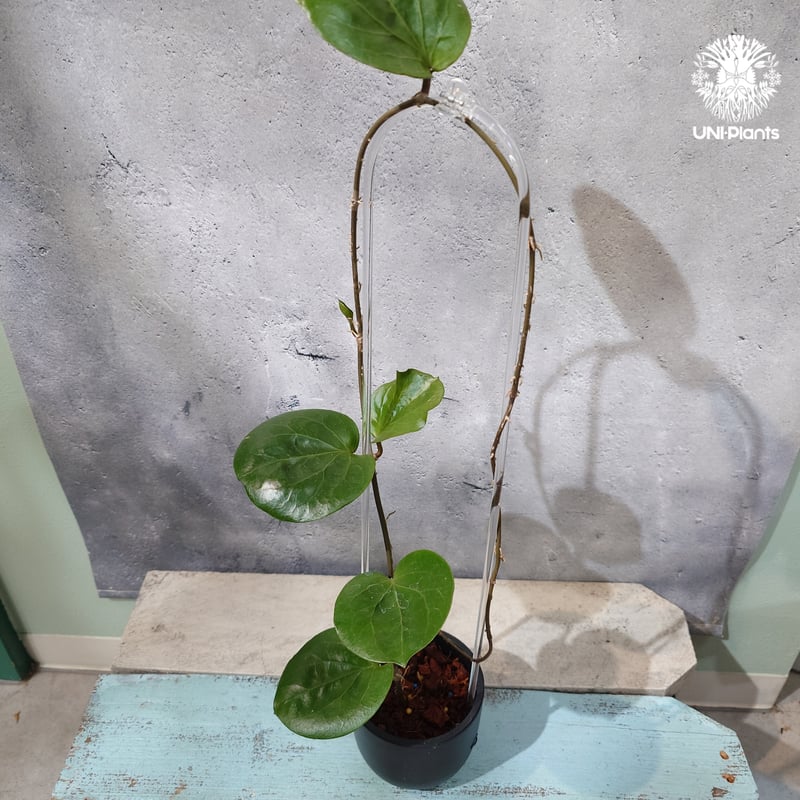 タイ直輸入・希少ホヤ植物】Hoya SS 7-21 ( kerrii x erythrina