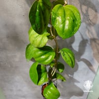 【タイ直輸入・ホヤ植物 希少】Hoya Sarawak pink｜ホヤ サラワック ピンク｜希少種｜ホヤ植物｜レアなホヤ植物