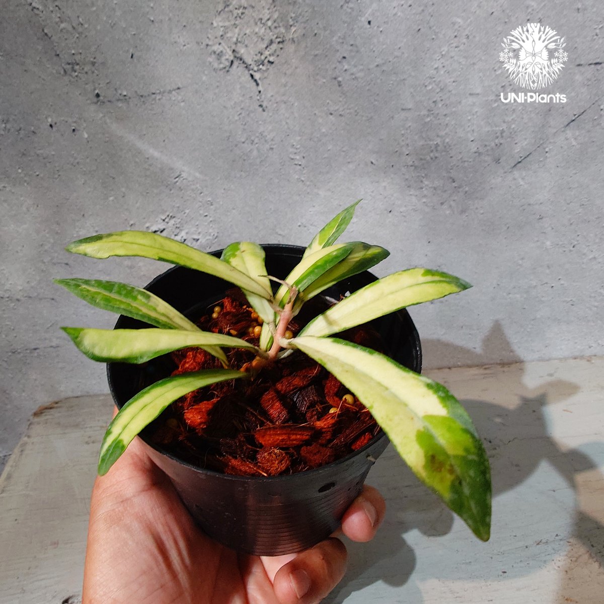 タイ直輸入・ホヤ植物 希少】Hoya Rigidifolia variegated｜ホヤ リ
