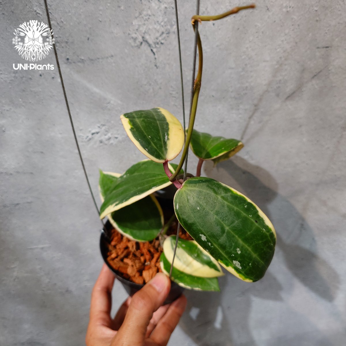 タイ直輸入・ホヤ植物 希少】Hoya latifolia 'Albomarginata' (