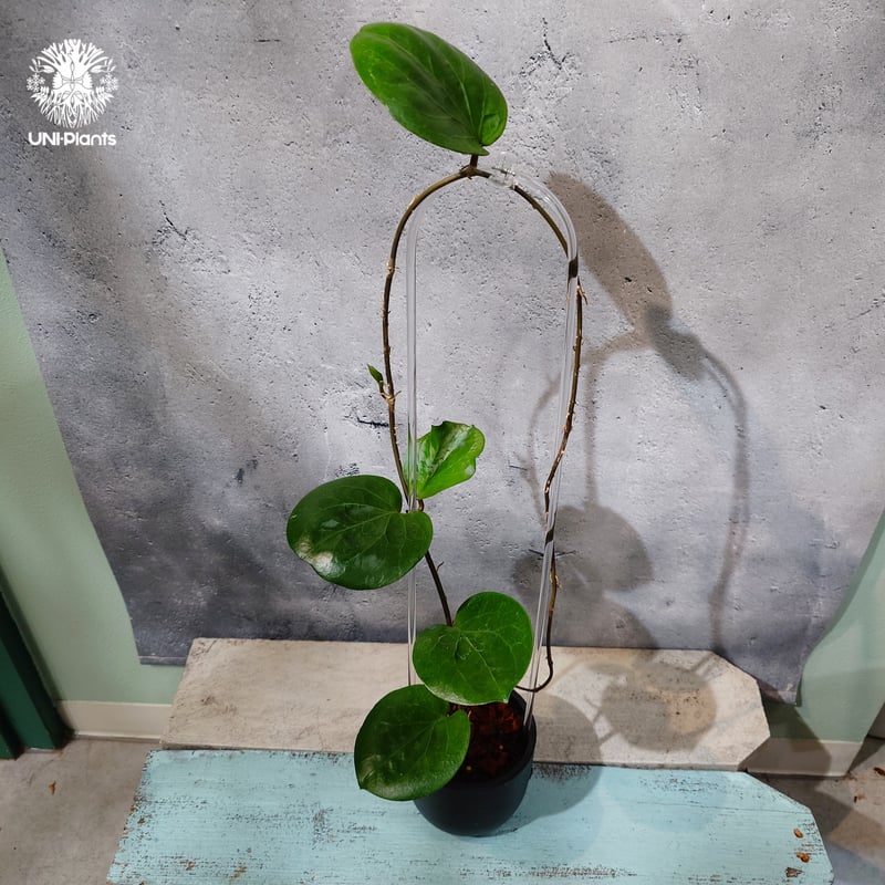 タイ直輸入・希少ホヤ植物】Hoya SS 7-21 ( kerrii x erythrina