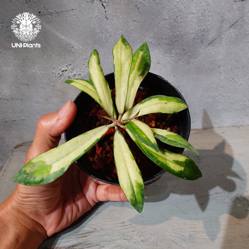 レア　ホヤHoya rigidifolia サクララン タイ直輸入・ホヤ植物 希少】Hoya Rigidifolia variegated｜ホヤ リ