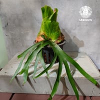 【タイ直輸入・現地選抜】Platycerium coronarium ｜ビカクシダ コロナリウム｜ビカクシダ原種｜Platycerium｜