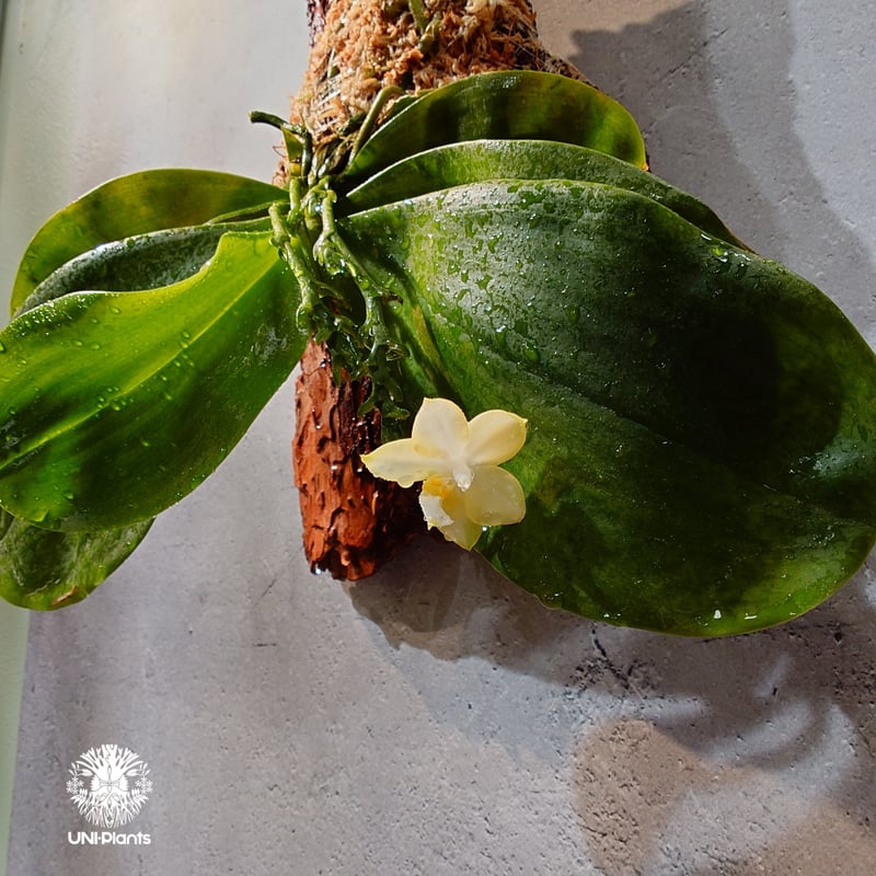 タイ直輸入・希少着生ラン】Phal. Mituo Reflex Dragon 'Blue-2