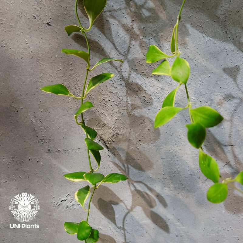 タイ直輸入・ホヤ植物 希少】Hoya heuschkeliana 'Albomarginat