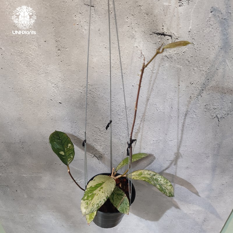 タイ直輸入・ホヤ植物 希少】Hoya Gunung gading ghost｜ホヤ グヌン