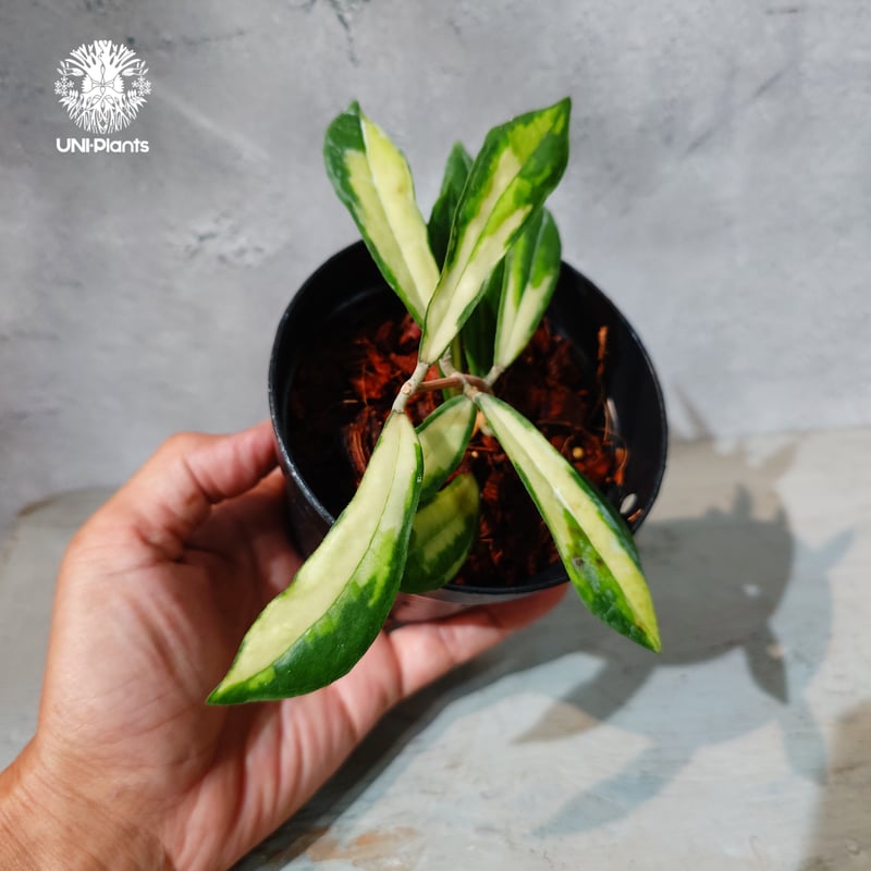 タイ直輸入・ホヤ植物 希少】Hoya Rigidifolia variegated｜ホヤ リ
