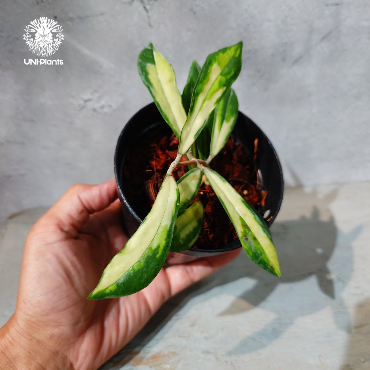 タイ直輸入・ホヤ植物 希少】Hoya Rigidifolia variegated｜ホヤ リ