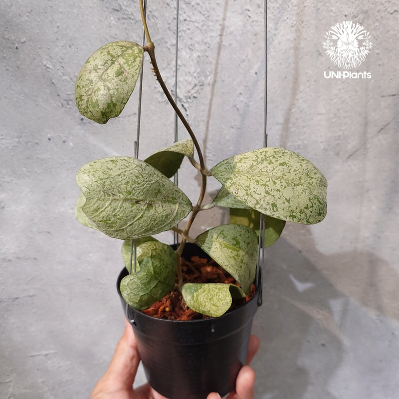 タイ直輸入・ホヤ植物 希少】Hoya Deykeae 'Morning Dew'｜ホヤ デイ