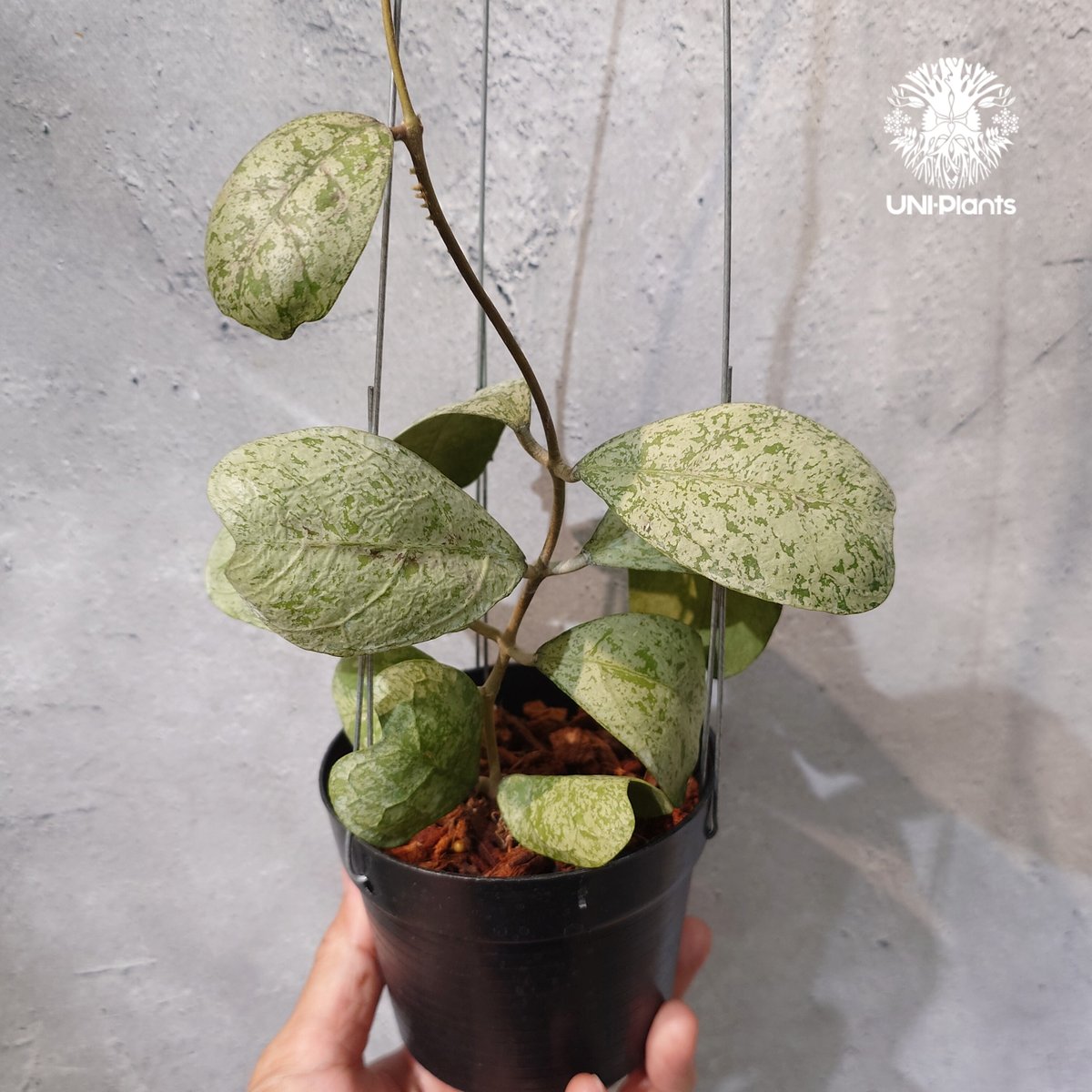 タイ直輸入・ホヤ植物 希少】Hoya Deykeae 'Morning Dew'｜ホヤ デイ