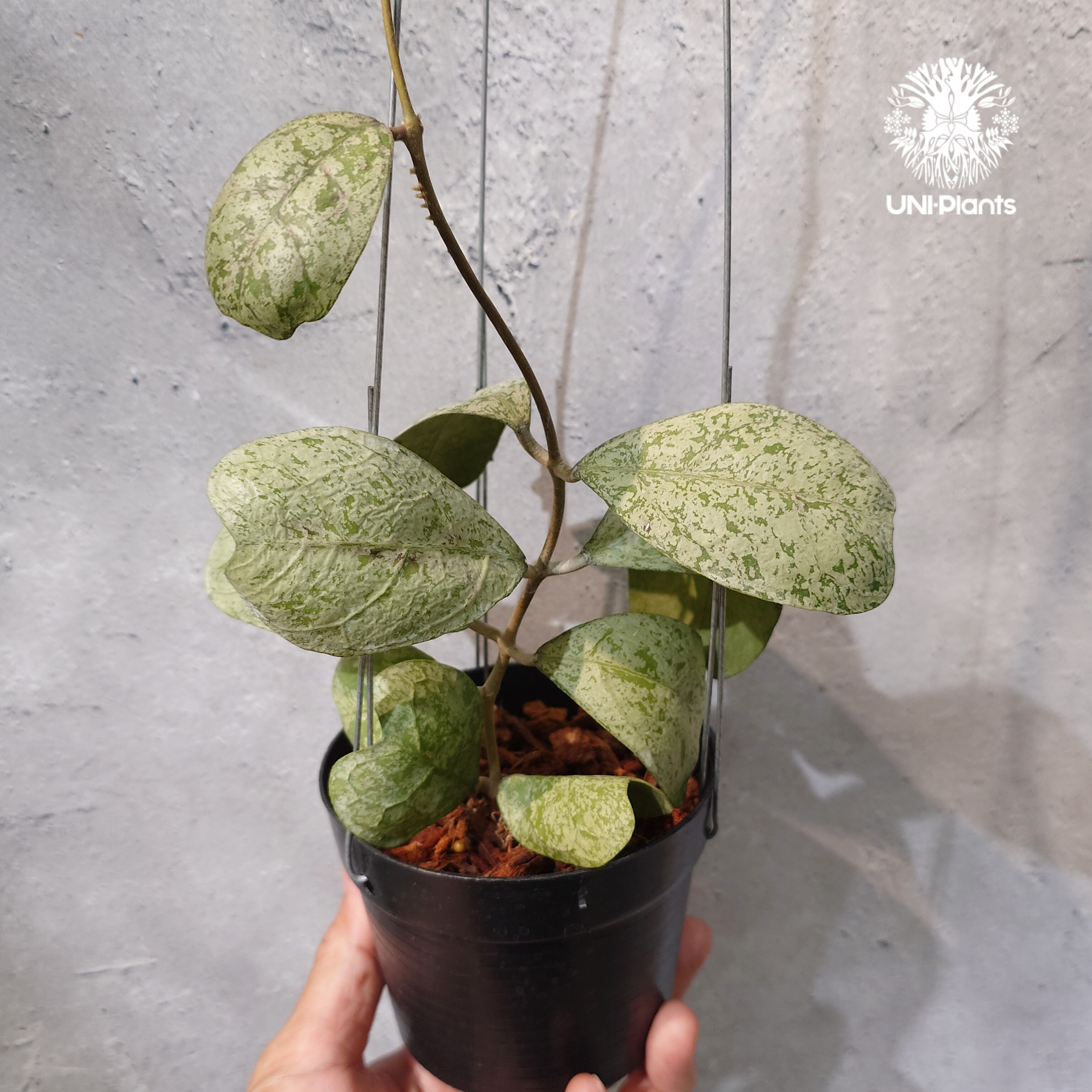 タイ直輸入・ホヤ植物 希少】Hoya Deykeae 'Morning Dew'｜ホヤ デイ