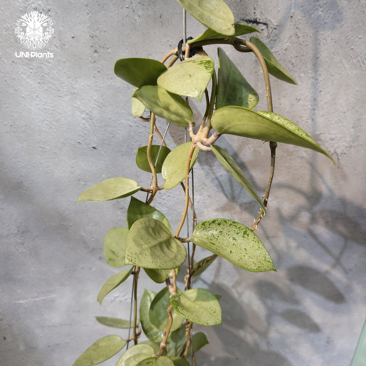 hoya parasitica silver ホヤ パラシティカ シルバー ホヤ