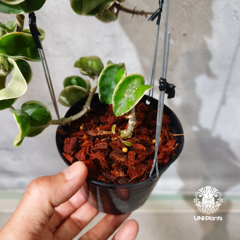 タイ直輸入・ホヤ植物 希少】Hoya Compacta Albomarginata long