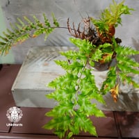 【タイ直輸入・現地選抜】Drynaria rigidula var ' Whitei '｜ドリナリア リギデュラ 'ホワイティ'｜ドリナリア｜Drynaria｜着生シダ植物