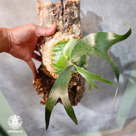 CATEGORY ビカクシダ (Platycerium） | UNI-Plants ビカクシダ