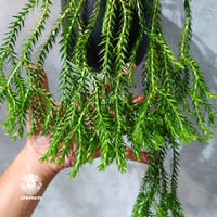 【タイ直輸入・現地選抜】Huperzia carinata dwarf｜フペルジア カリナータ ドワーフ｜フペルジア｜Huperzia｜着生シダ植物